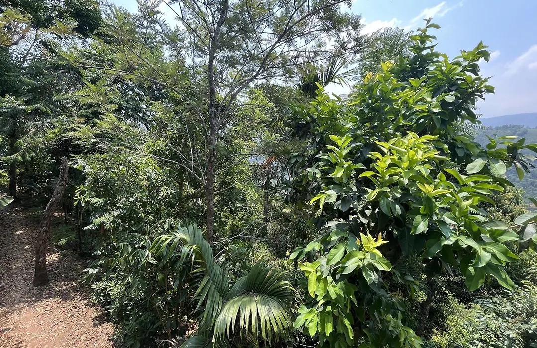 Theeram Agro Farm Hill Resort Pool Villa Vagamon-1