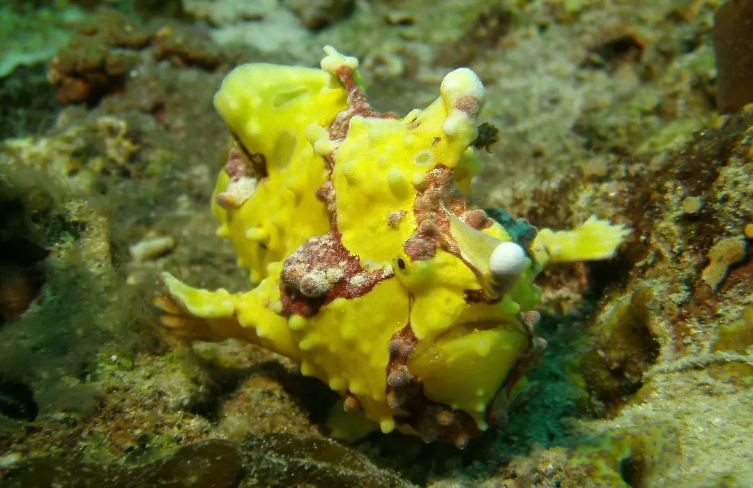 Dive Spot Asia And Brumini Beach Resort-1