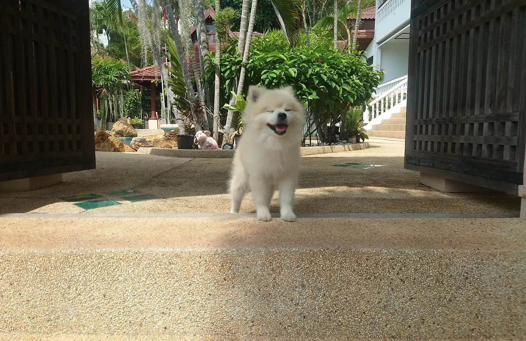 Samui Little Garden Resort-1
