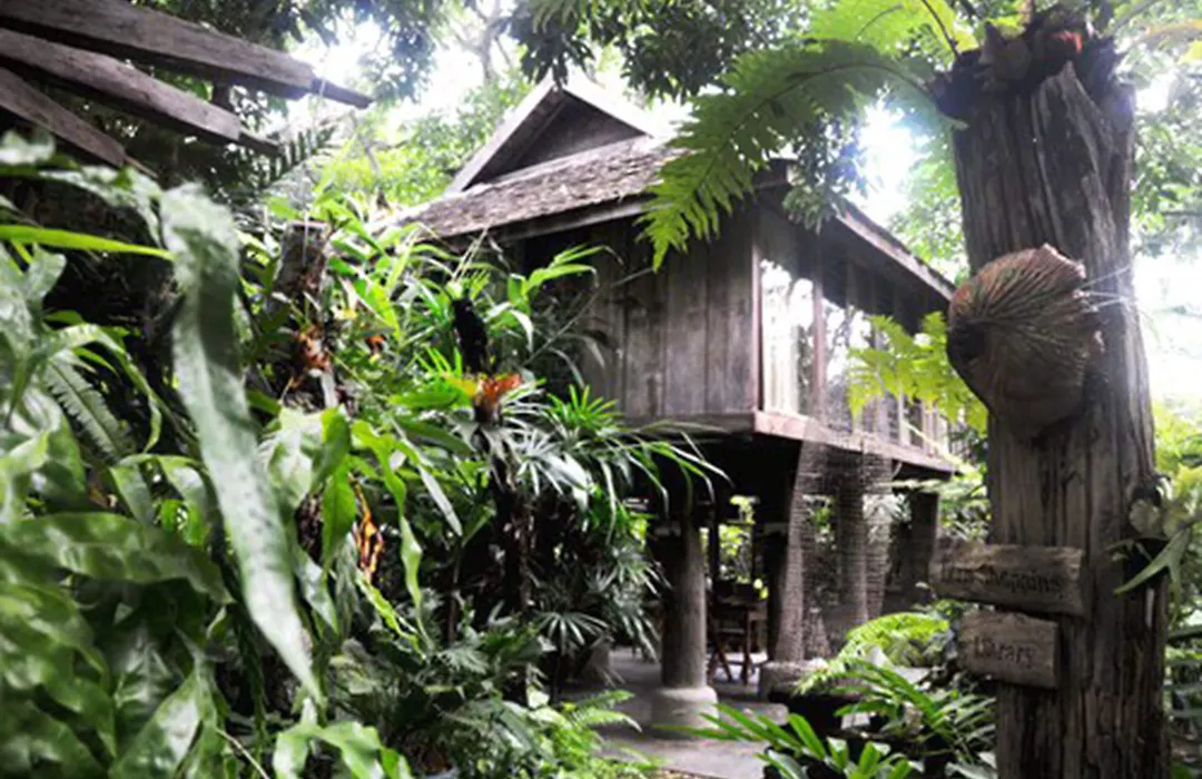 Fern Paradise-1