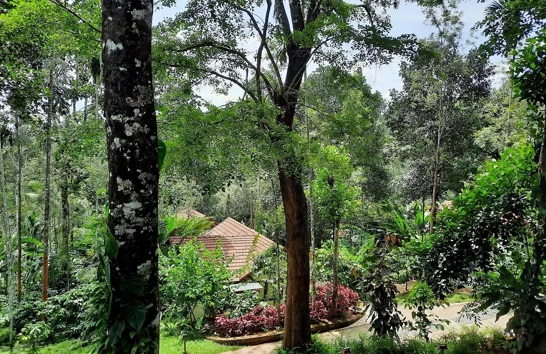 Willow Resorts Wayanad-1