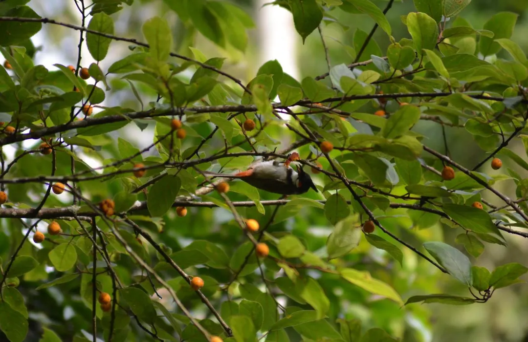 Raindrops Resorts Wayanad-1