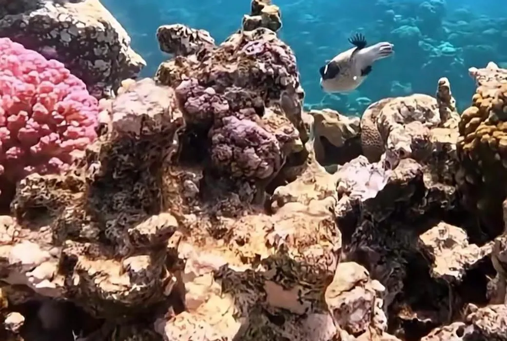Coral Sultan Private-1