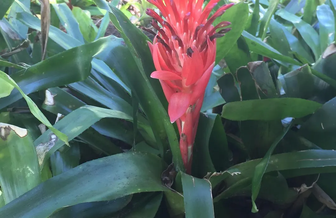 Byron Bay Rainforest Resort-1