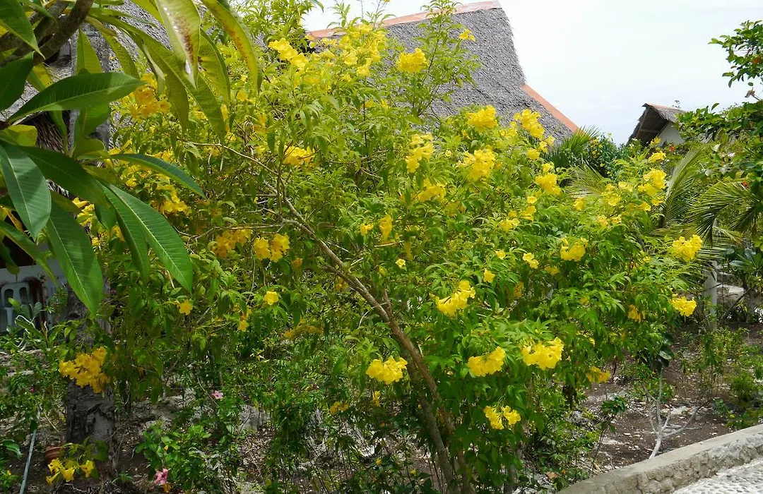 Moalboal T Breeze Coastal Resort-1