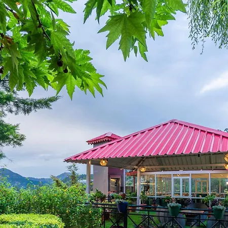 Maple Resort Chail-2