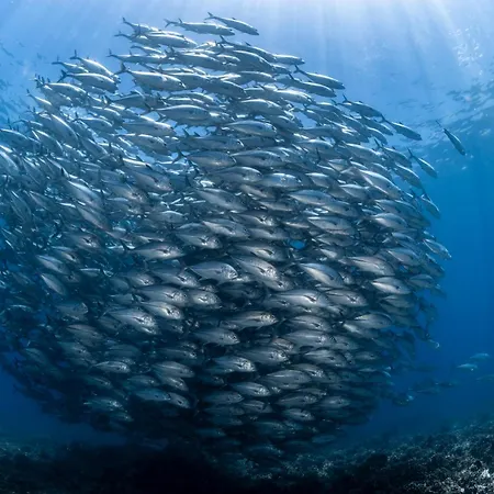 Emoha Dive Resort-2