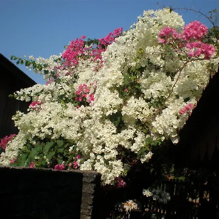 Villa Molek-3