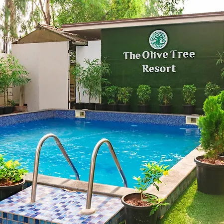 Olive Tree Resort, Lonavala-2
