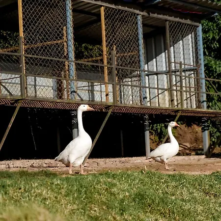 Virgin Valley Leisure Resort-3