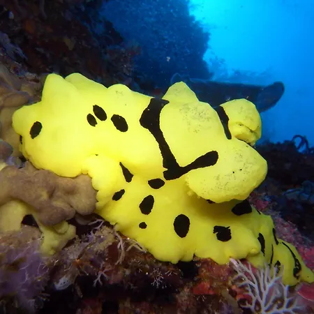 Dive Spot Asia And Brumini Beach Resort-2