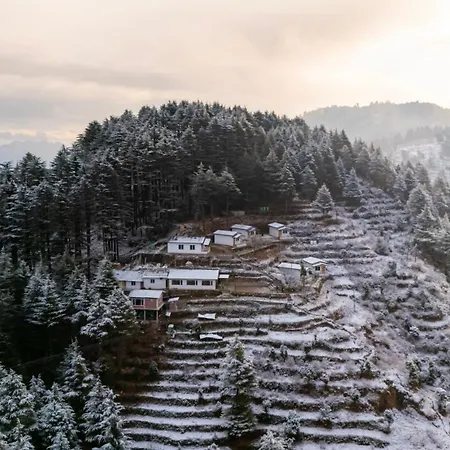 The Deodar Stays-3