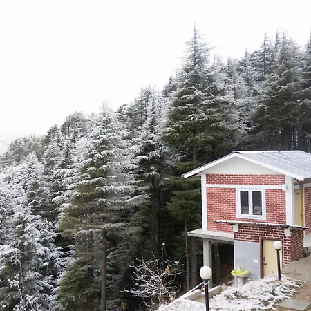 The Deodar Stays-2