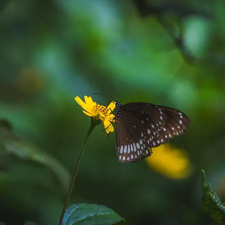 Wildflower Goa-3