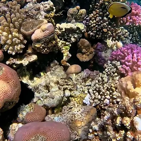 Domina Coral Bay Oasis-2