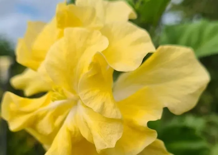 Hilldale Resorts KODAGU