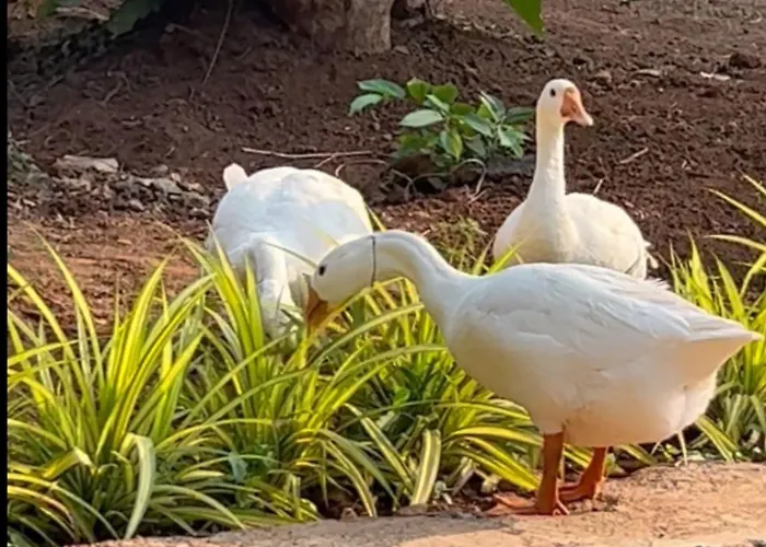 Grand Celebration Resort Neral