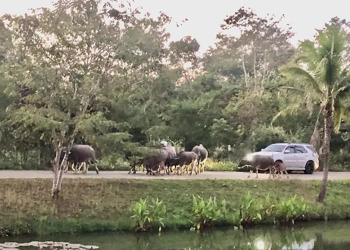 Pura Vida Pai Resort