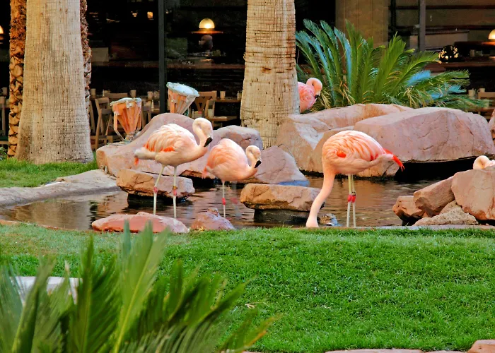 Flamingo Las Vegas Hotel&Casino