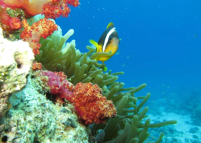 Red Sea Dive Center Hotel Aqaba