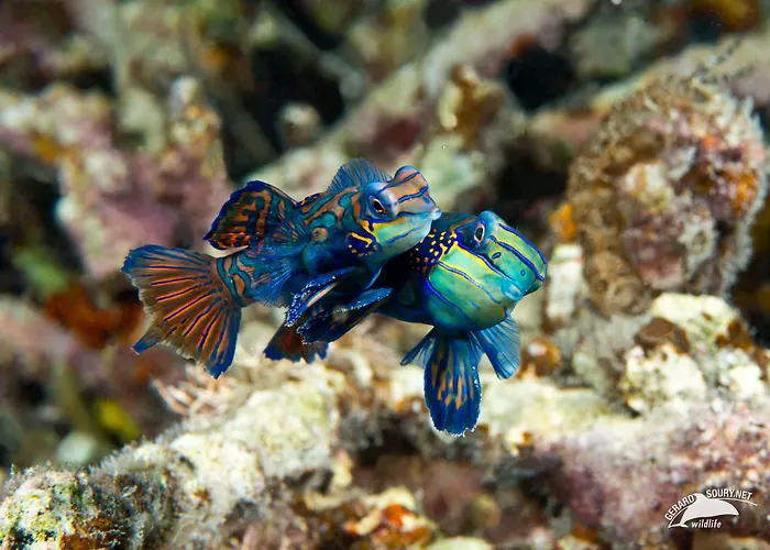 Dolphin House Resort Moalboal