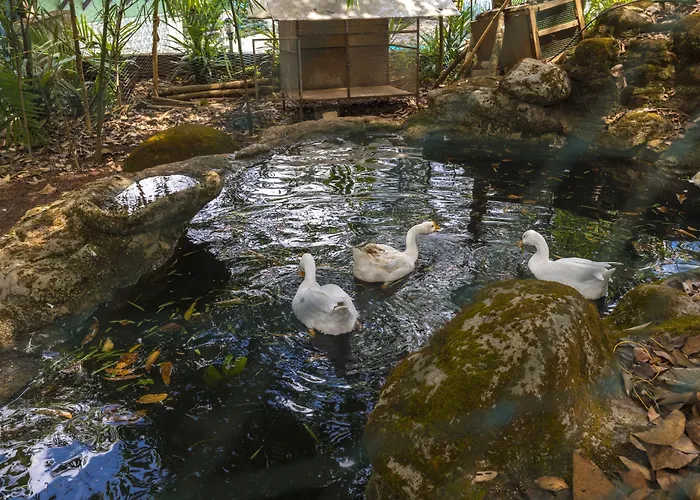 Letstay Adithya Nature Resort & Spa Vythiri