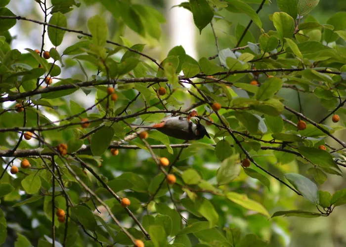 Raindrops Resorts Wayanad Sultan Bathery
