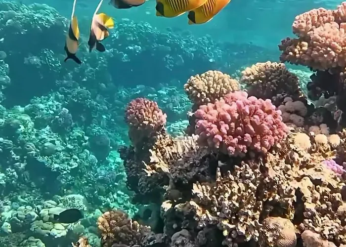 Coral Sultan Private Otel Şarm El-Şeyh