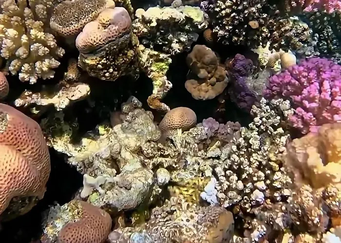 Coral Sultan Private Otel Şarm El-Şeyh
